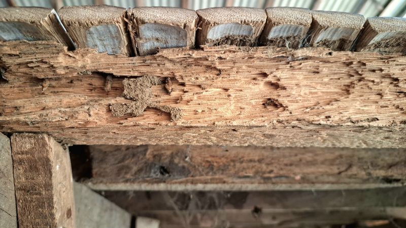 Dry Rot Damage Repair