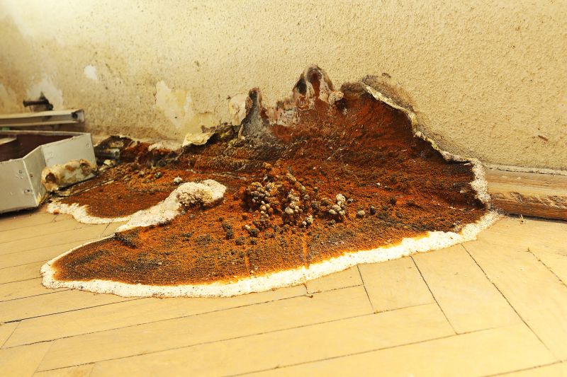 Dry Rot Repair in Indianapolis, IN