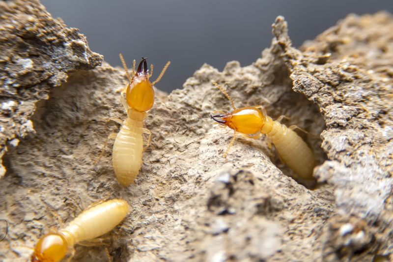 Termite Damage Repair Service in Littleton, CO