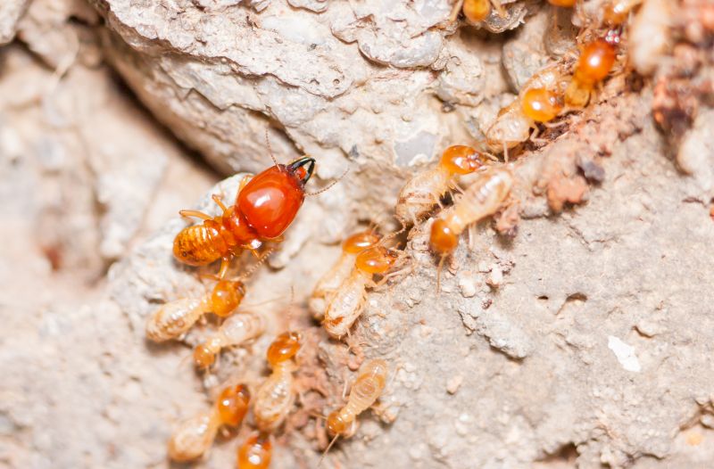 Termite Damage Restoration in Littleton, CO
