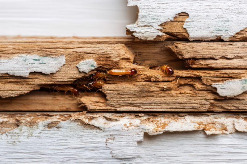 Termite Damage Restoration in Littleton, CO