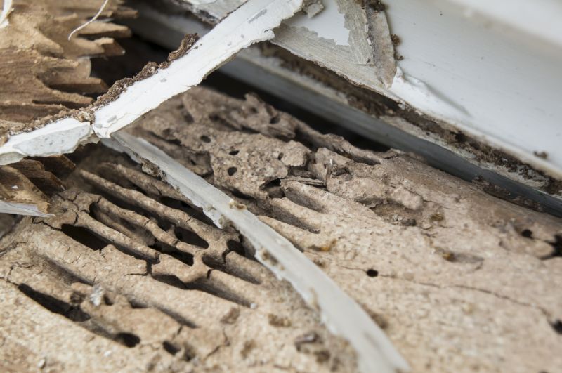 Wood Decay Removal in Kansas City, KS