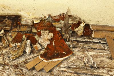 Wood Decay Removal in Kansas City, MO